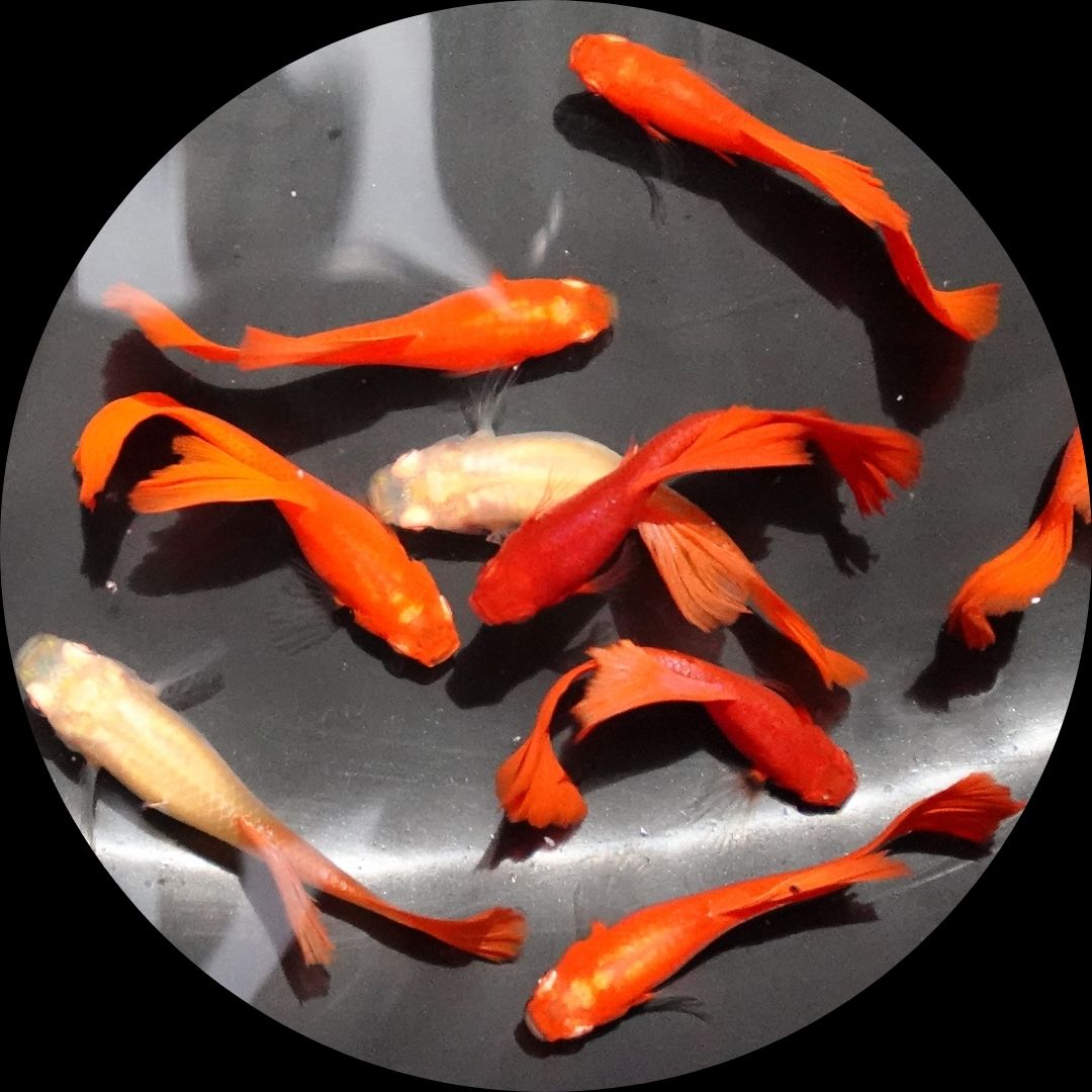 Guppy Full Red (Casal)
